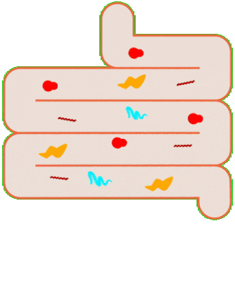 Verdauungstrakt Schaubild animiert